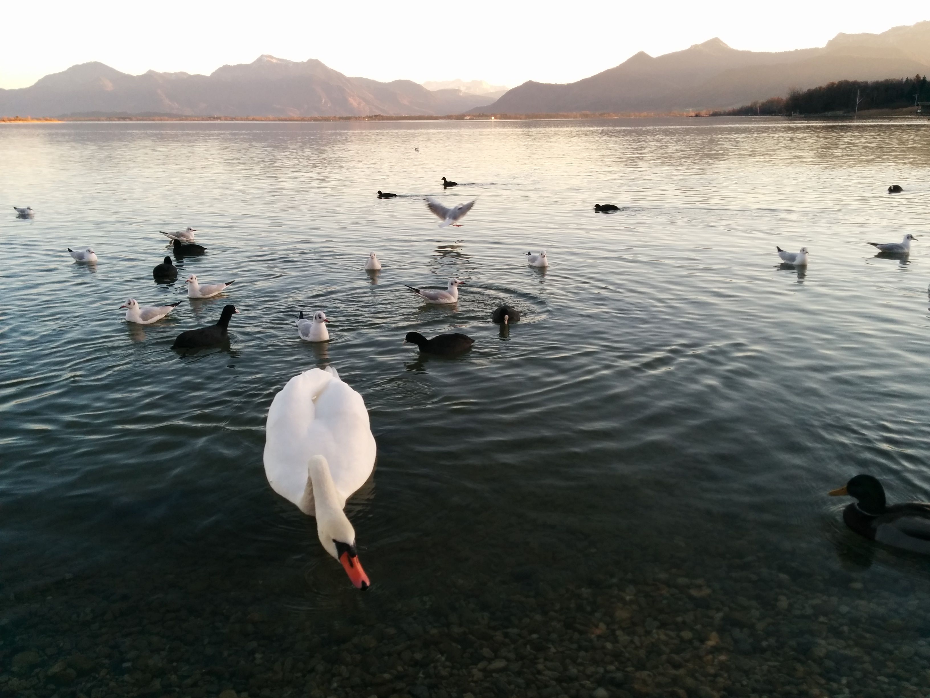 abendstimmung_mit_schwan_an_der_seepromenade.jpg