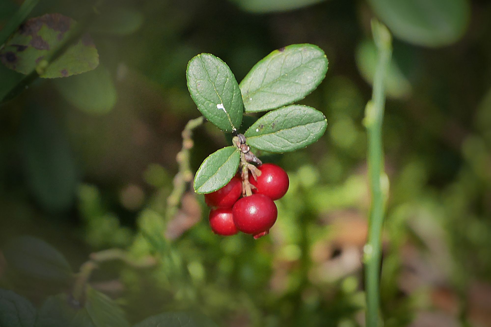 preiselbeeren_im_lienzinger_filz.jpg