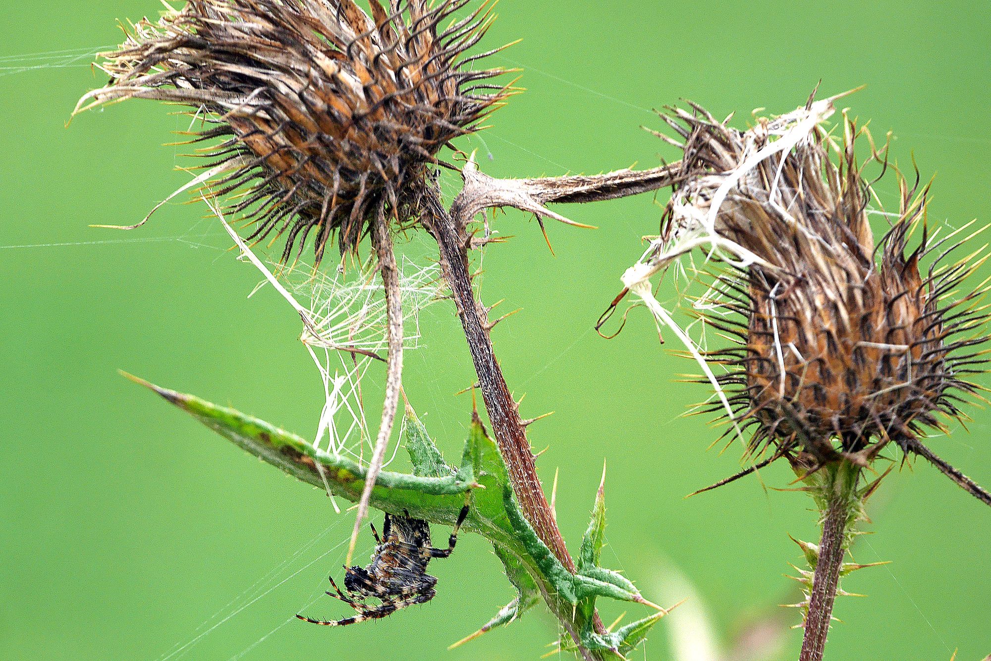 spinne_an_distel.jpg