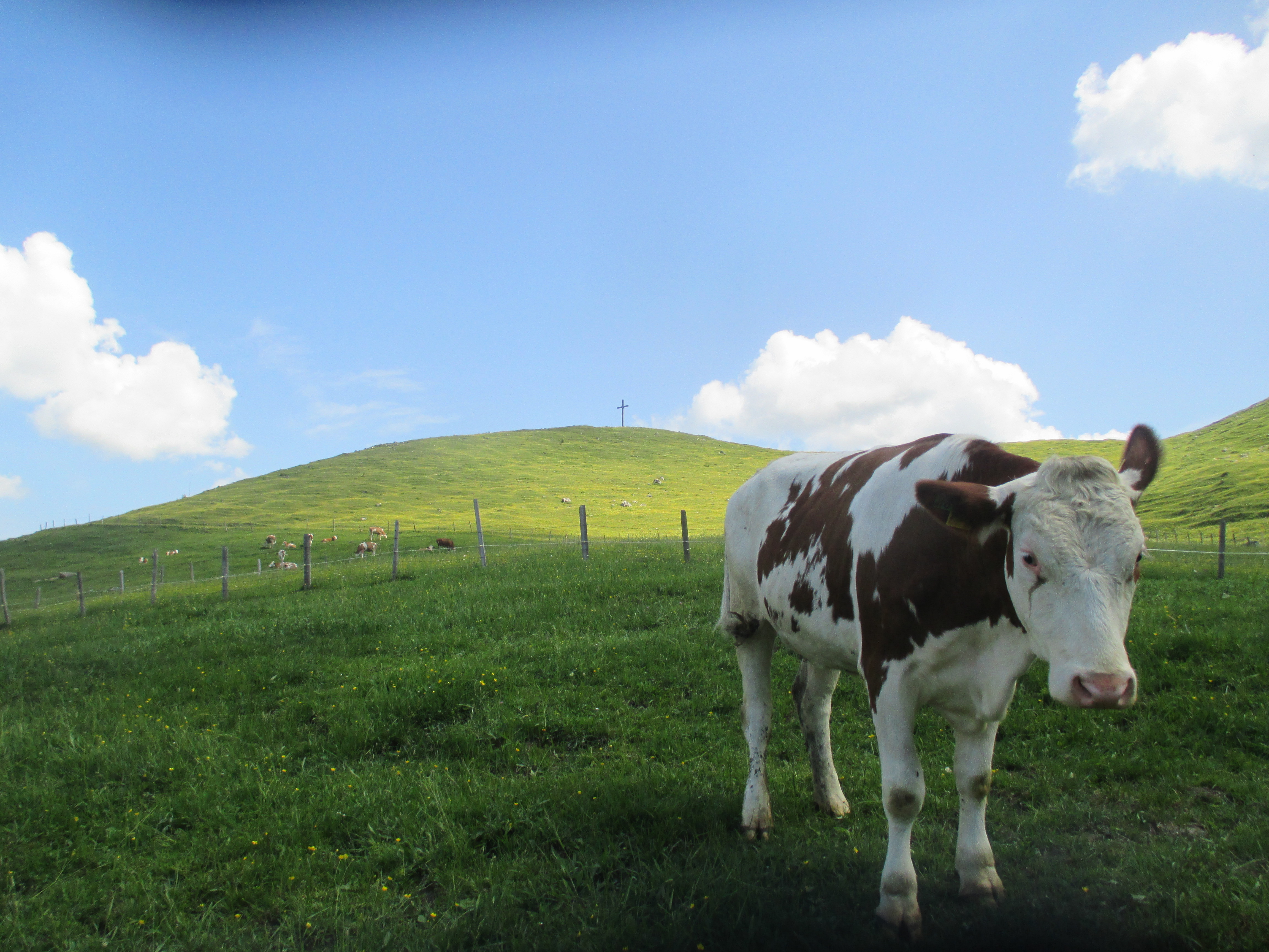 tierische_begegnung_auf_der_schachenalm3.jpg