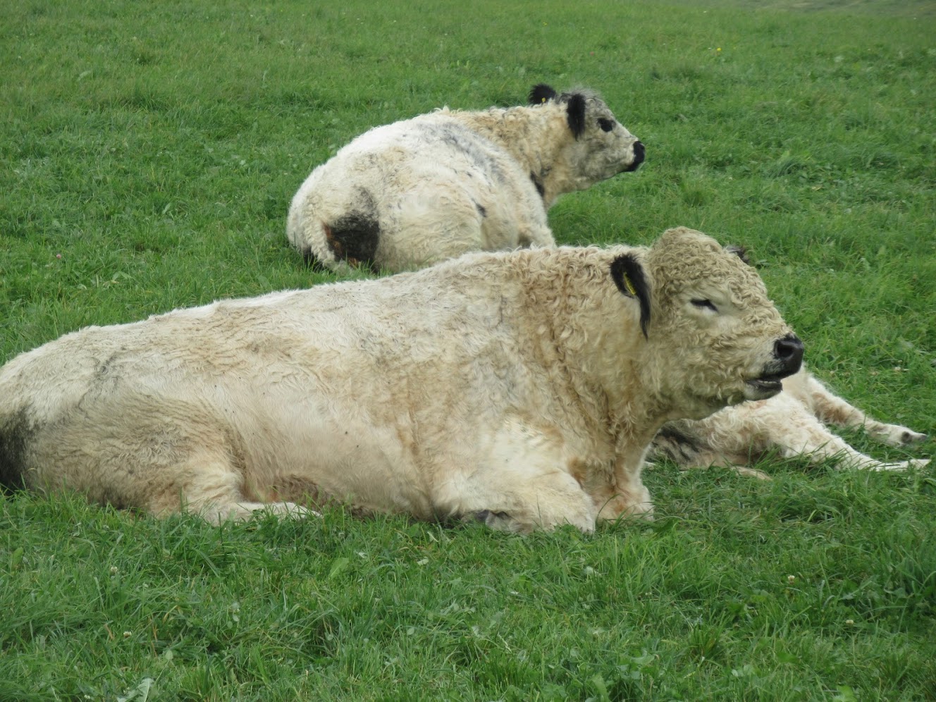 tierischebegegnung_bei_atzing.jpg